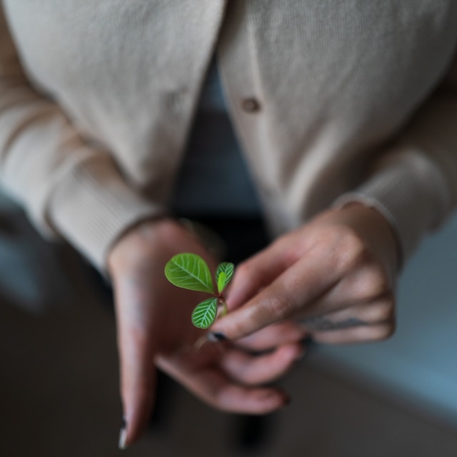 Hands gently holding a small green sprout, symbolizing growth and mentorship in clinical supervision